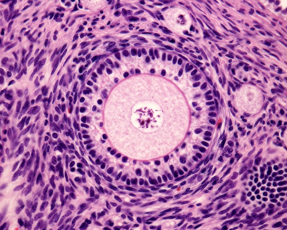 ivf number of mature follicles Divas sex com